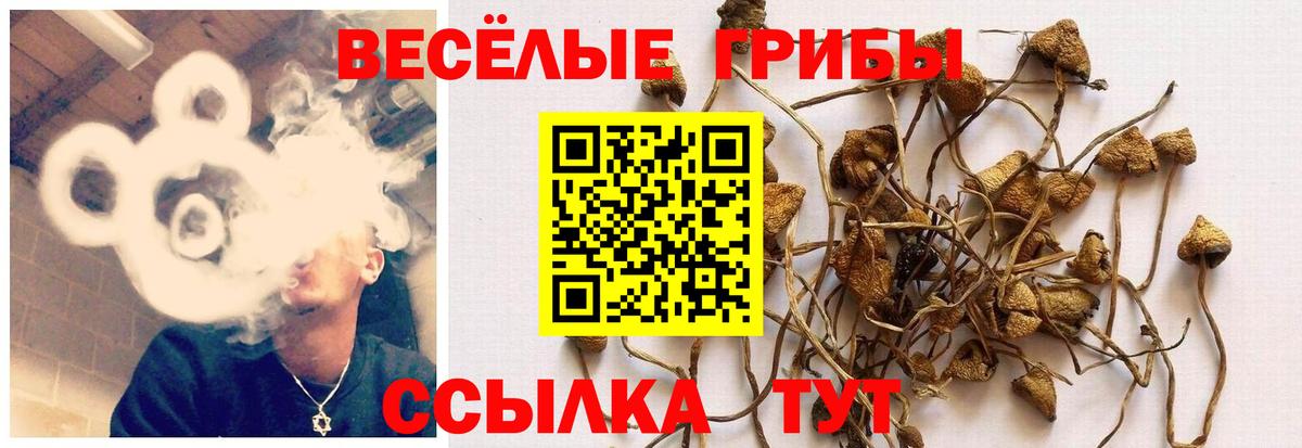 Галлюциногенные грибы прущие грибы  Вход с VPN  Бугульма  Псилоцибиновые грибы Psilocybe 